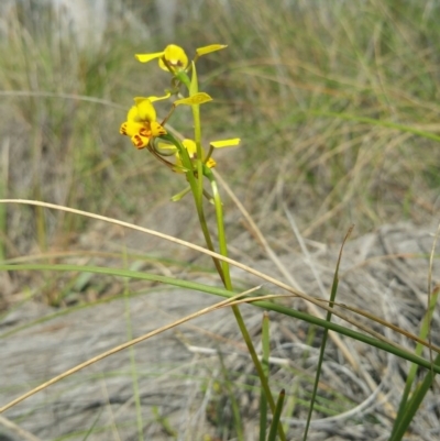 Diuris nigromontana (Black Mountain Leopard Orchid) at Canberra Central, ACT - 7 Oct 2016 by nic.jario