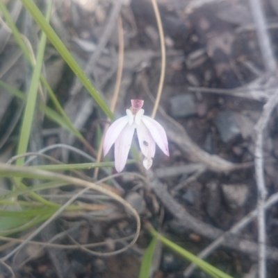 Caladenia fuscata (Dusky Fingers) at Canberra Central, ACT - 5 Oct 2016 by gregbaines