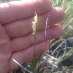 Bunochilus umbrinus (Broad-sepaled Leafy Greenhood) at Point 4855 - 5 Oct 2016 by gregbaines