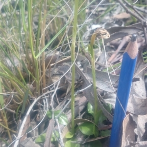 Pterostylis sp. at Undefined Area - suppressed