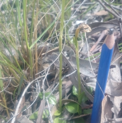 Pterostylis sp. (A Greenhood) at Canberra Central, ACT - 5 Oct 2016 by gregbaines