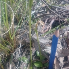 Pterostylis sp. at Undefined Area - suppressed