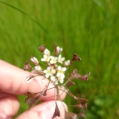 Capsella bursa-pastoris (Shepherd's Purse) at Mount Ainslie to Black Mountain - 6 Oct 2016 by TimYiu