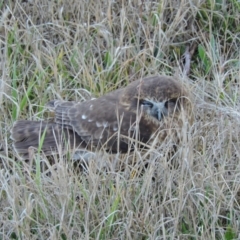 Ninox boobook (Southern Boobook) at Mount Ainslie to Black Mountain - 27 Jul 2015 by TimYiu