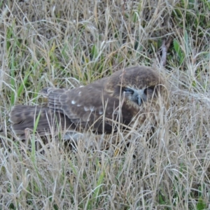 Ninox boobook at Acton, ACT - 28 Jul 2015