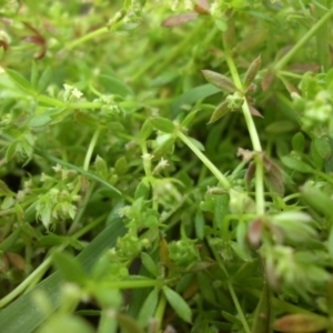 Galium murale at Majura, ACT - 7 Oct 2016 08:59 AM