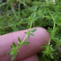 Galium murale at Majura, ACT - 7 Oct 2016 08:59 AM