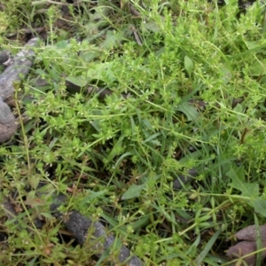 Galium murale at Majura, ACT - 7 Oct 2016 08:59 AM