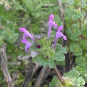 Lamium amplexicaule at Majura, ACT - 7 Oct 2016