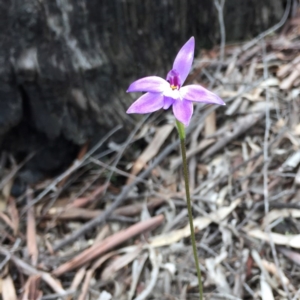 Glossodia major at Bruce, ACT - 7 Oct 2016