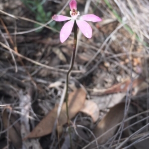 Caladenia fuscata at Bruce, ACT - 7 Oct 2016