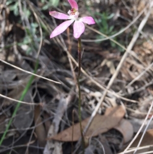 Caladenia fuscata at Bruce, ACT - 7 Oct 2016