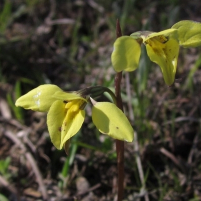 Diuris chryseopsis (Golden Moth) at Hall, ACT - 1 Oct 2016 by pinnaCLE