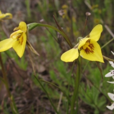 Diuris chryseopsis (Golden Moth) at The Pinnacle - 6 Oct 2016 by pinnaCLE