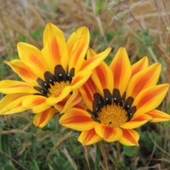 Gazania sp. (A Gazania) at Point Hut Pond - 5 Oct 2016 by michaelb