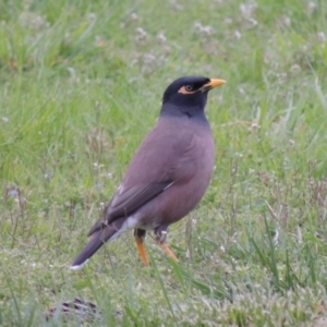 Acridotheres tristis at Canberra, ACT - 17 Sep 2016 06:59 PM