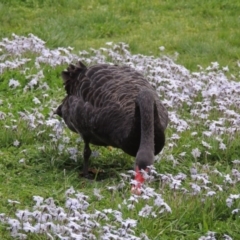 Cygnus atratus (Black Swan) at Commonwealth & Kings Parks - 17 Sep 2016 by michaelb