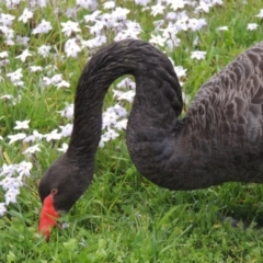 Cygnus atratus at Canberra, ACT - 17 Sep 2016