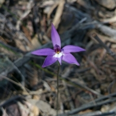 Glossodia major (Wax Lip Orchid) at Point 5361 - 1 Oct 2016 by nic.jario