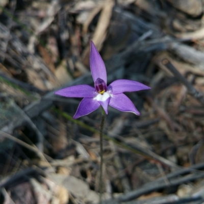 Glossodia major (Wax Lip Orchid) at Point 5361 - 2 Oct 2016 by nic.jario