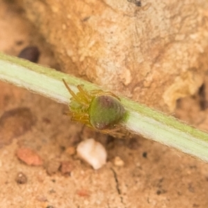 Araneus sp. (genus) at Queanbeyan West, NSW - 7 Oct 2016 12:56 PM