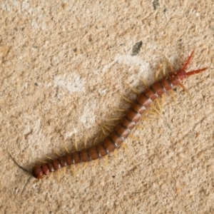 Cormocephalus aurantiipes at Queanbeyan West, NSW - 8 Oct 2016 12:00 AM