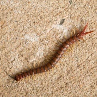 Cormocephalus aurantiipes (Orange-legged Centipede) at Queanbeyan West, NSW - 7 Oct 2016 by Speedsta