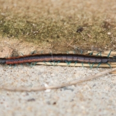 Scolopendra laeta (Giant Centipede) at Queanbeyan West, NSW - 8 Oct 2016 by Speedsta