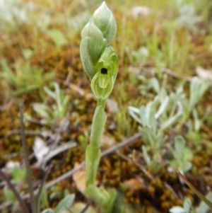 Hymenochilus bicolor (ACT) = Pterostylis bicolor (NSW) at Aranda, ACT - suppressed