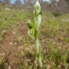 Hymenochilus bicolor at Aranda, ACT - 7 Oct 2016