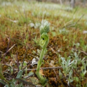 Hymenochilus bicolor at Aranda, ACT - 7 Oct 2016