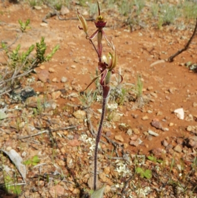 Caladenia actensis (Canberra Spider Orchid) at Kenny, ACT - 6 Oct 2016 by CathB