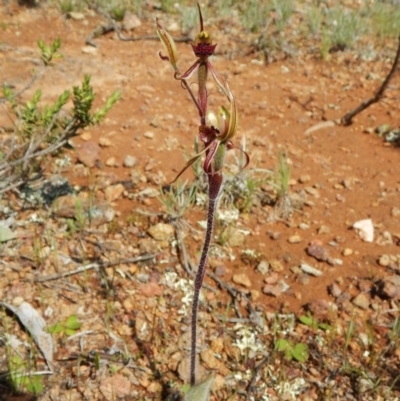 Caladenia actensis (Canberra Spider Orchid) by CathB