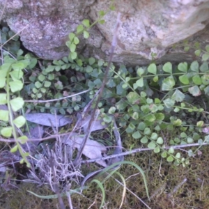 Asplenium flabellifolium at Majura, ACT - 8 Oct 2016 08:14 AM