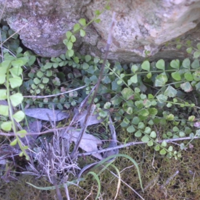 Asplenium flabellifolium (Necklace Fern) at Majura, ACT - 7 Oct 2016 by SilkeSma