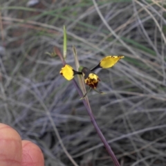 Diuris pardina (Leopard Doubletail) at Majura, ACT - 7 Oct 2016 by SilkeSma