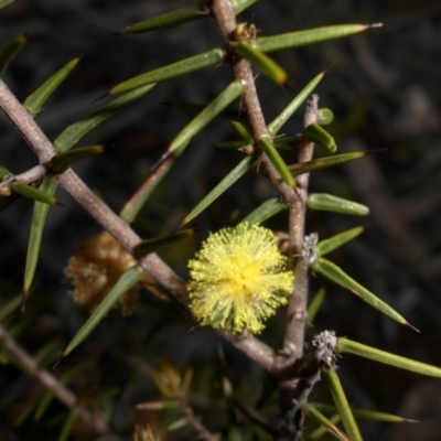 Acacia ulicifolia (Prickly Moses) at Majura, ACT - 8 Oct 2016 by SilkeSma