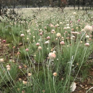 Leucochrysum albicans subsp. tricolor at Majura, ACT - 8 Oct 2016 12:15 PM