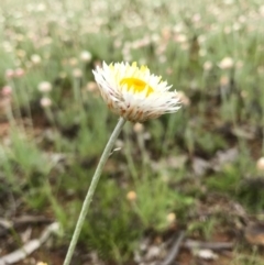 Leucochrysum albicans subsp. tricolor at Majura, ACT - 8 Oct 2016