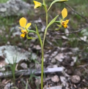 Diuris pardina at Majura, ACT - suppressed