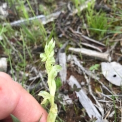 Hymenochilus cycnocephalus (Swan greenhood) at Majura, ACT - 8 Oct 2016 by AaronClausen