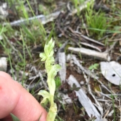 Hymenochilus cycnocephalus (Swan greenhood) at Majura, ACT - 8 Oct 2016 by AaronClausen