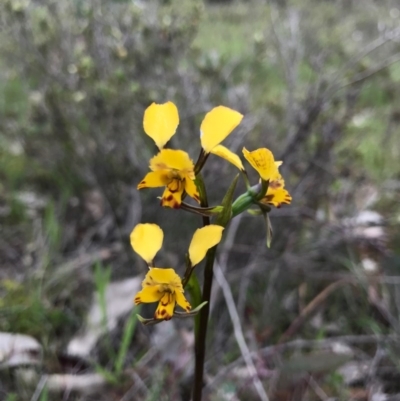 Diuris pardina (Leopard Doubletail) at Majura, ACT - 8 Oct 2016 by AaronClausen