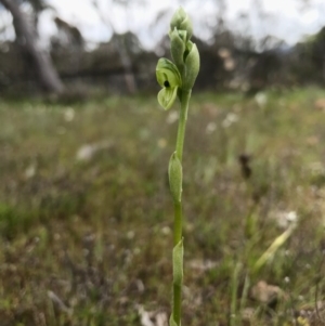 Hymenochilus bicolor at Majura, ACT - 8 Oct 2016