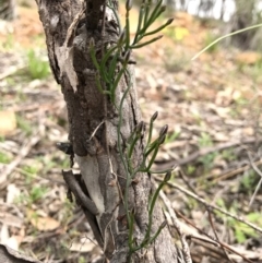 Thysanotus patersonii (Twining Fringe Lily) at Majura, ACT - 8 Oct 2016 by AaronClausen