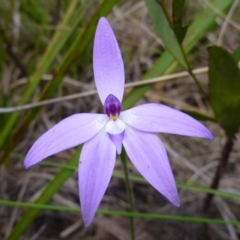 Glossodia major (Wax Lip Orchid) at Point 103 - 8 Oct 2016 by jks