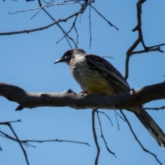 Anthochaera carunculata (Red Wattlebird) at Wallaroo, NSW - 7 Oct 2016 by CedricBear