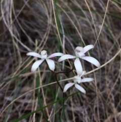 Caladenia ustulata (Brown Caps) at Bruce, ACT - 8 Oct 2016 by jksmits