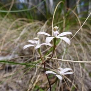 Caladenia ustulata at Point 103 - suppressed