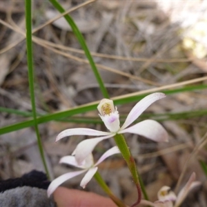 Caladenia ustulata at Point 103 - suppressed